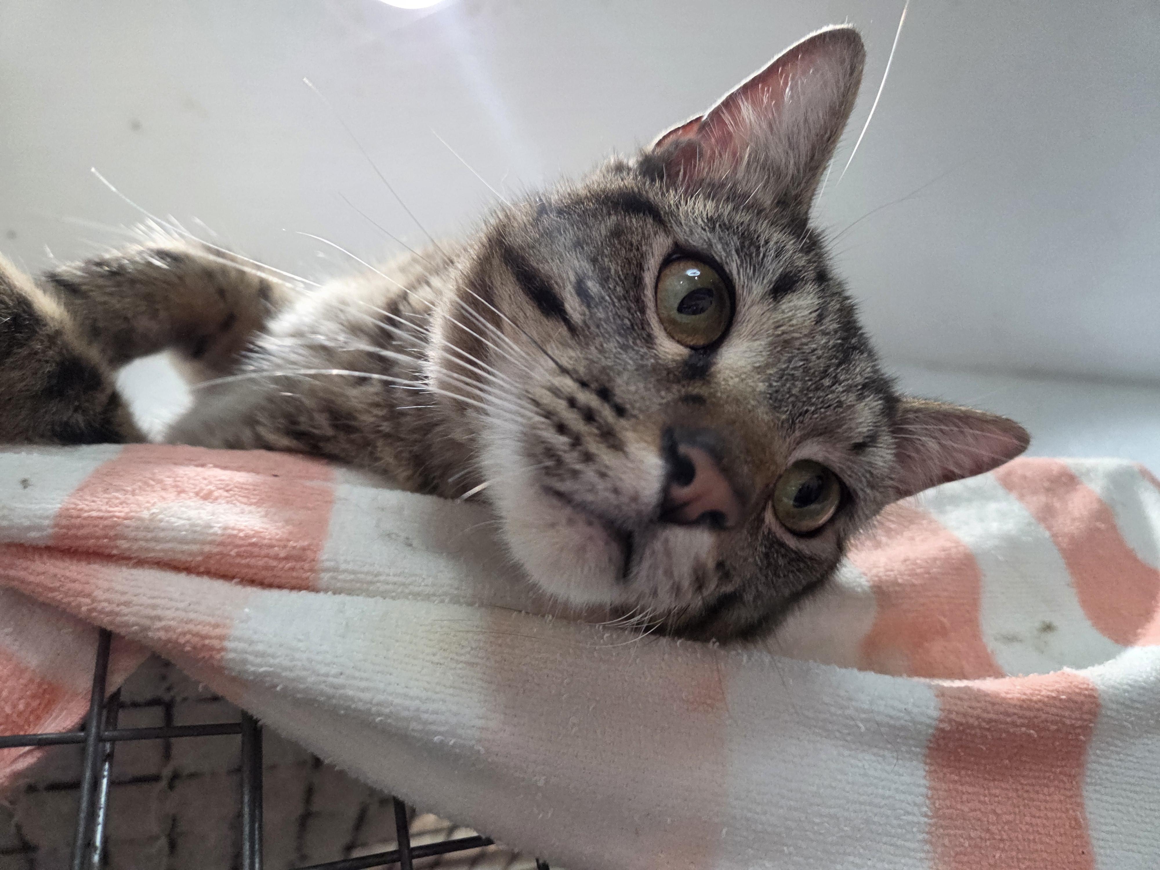 Gizmo, ADOPTABLE, Young Male Domestic Short Hair.