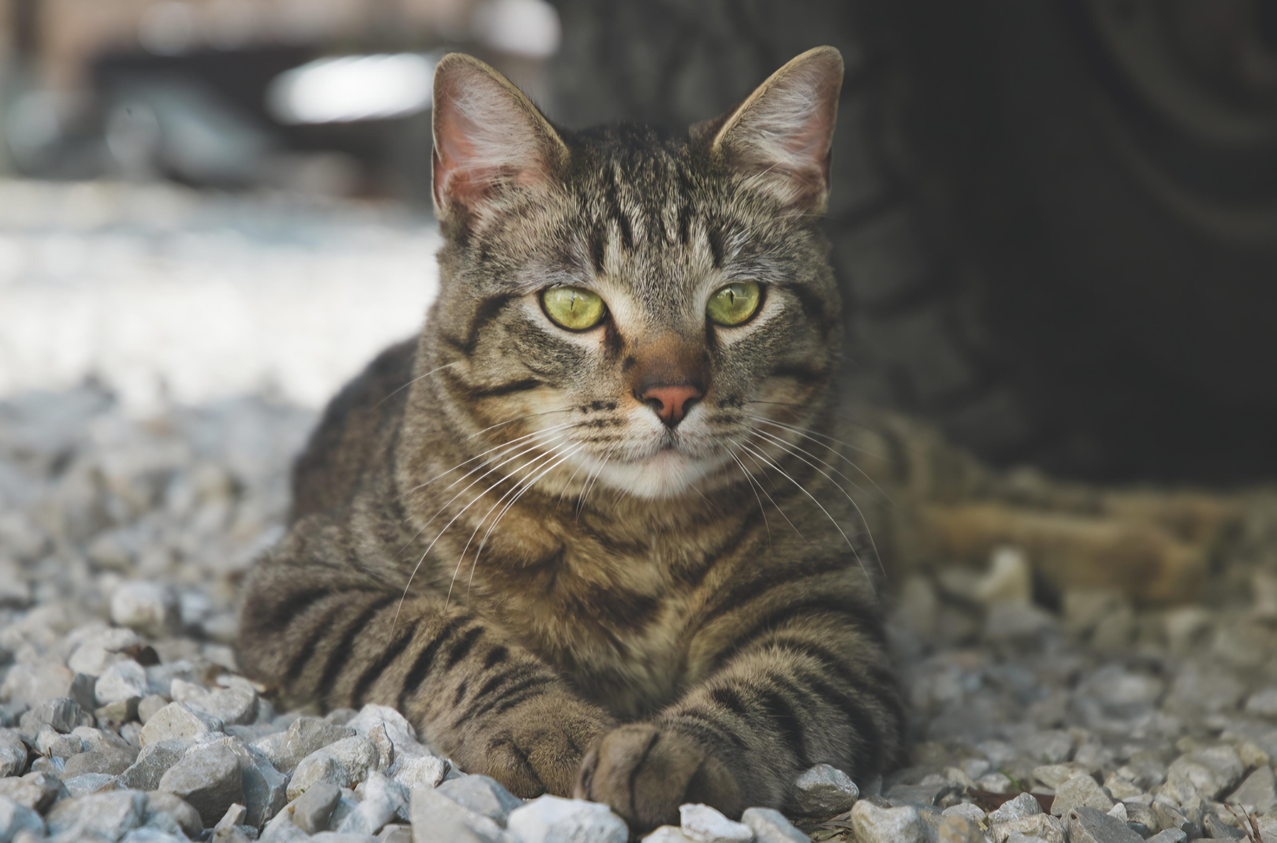 Enlarge Gizmo, an adopted Domestic Short Hair in Columbia, MO image 5/5
