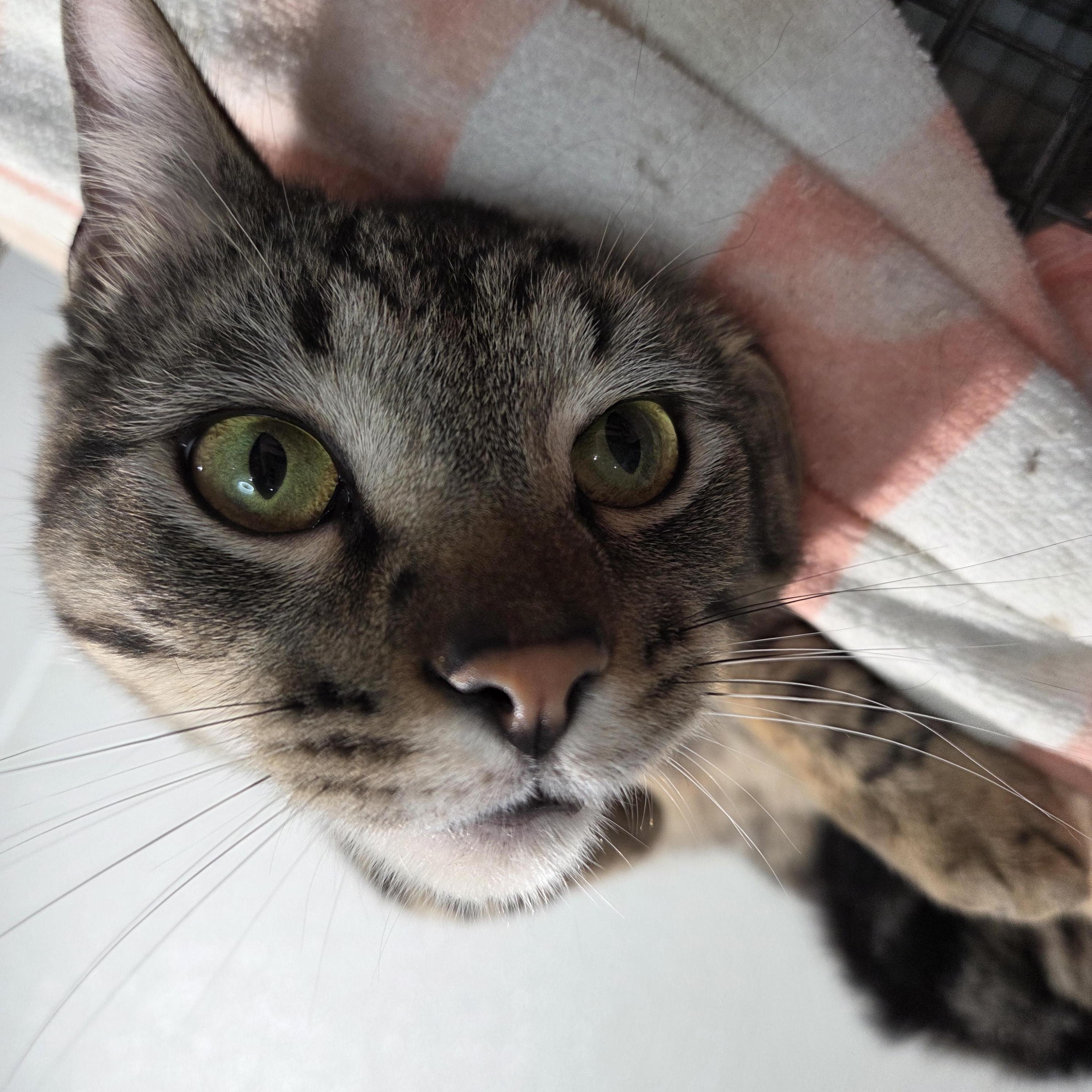 Enlarge Gizmo, a ADOPTABLE Domestic Short Hair in Columbia, MO image 2/2