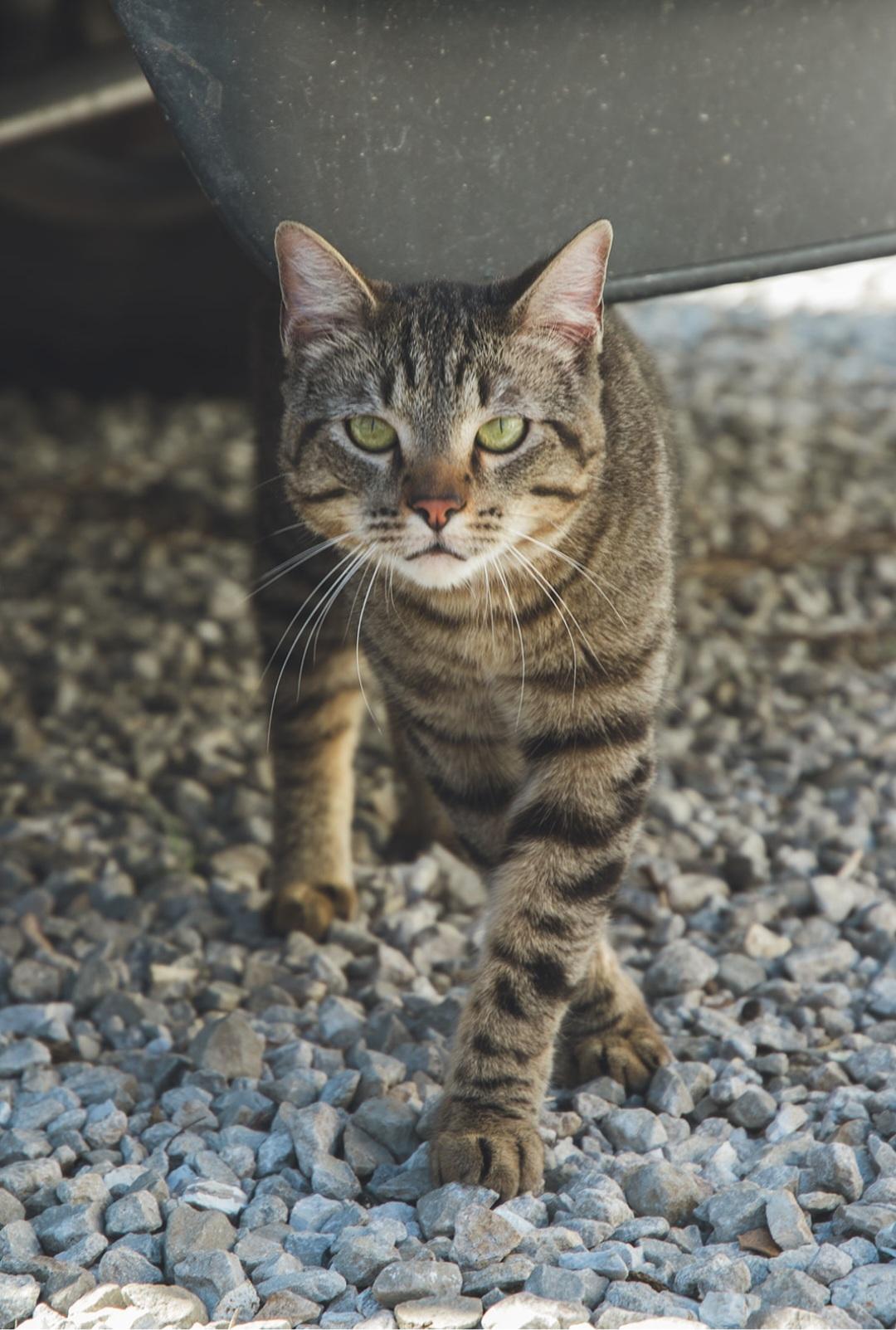 Enlarge Gizmo, an adopted Domestic Short Hair in Columbia, MO image 4/5