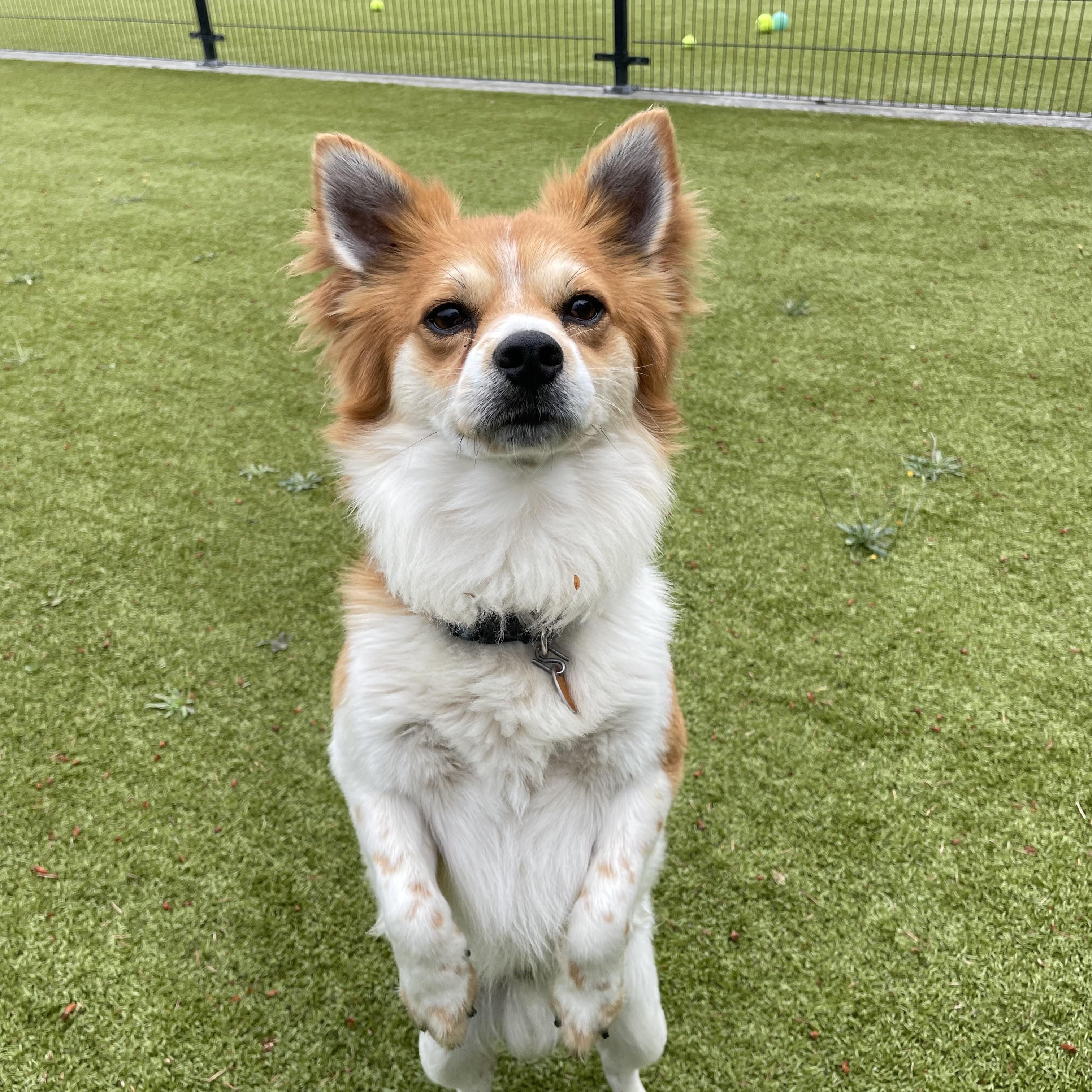 Fifa, ADOPTABLE, Young Male Spaniel & Chihuahua.
