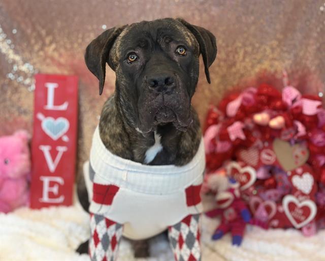 Enlarge RUGER, a Adoptable Cane Corso in Fairfield, CA image 1/1