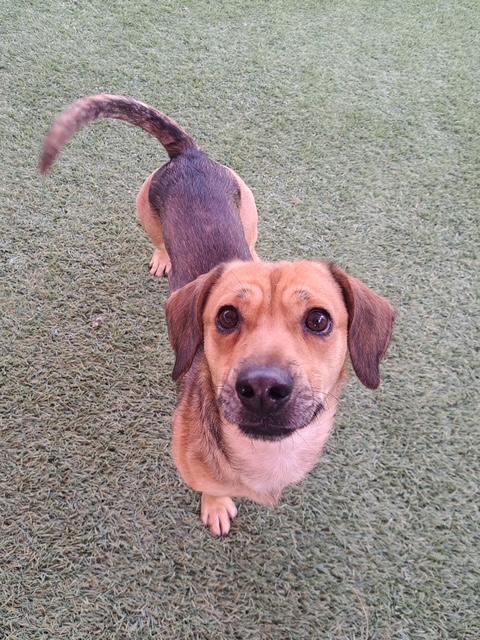 Kylo, ADOPTABLE, Adult Male Dachshund & Beagle.