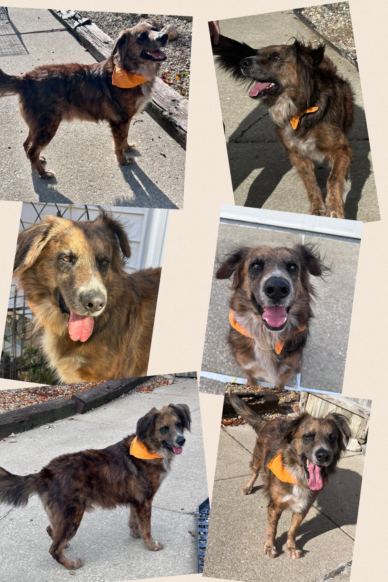 Aiden, a Adoptable mixed breed in Westlake, OH image 5/6