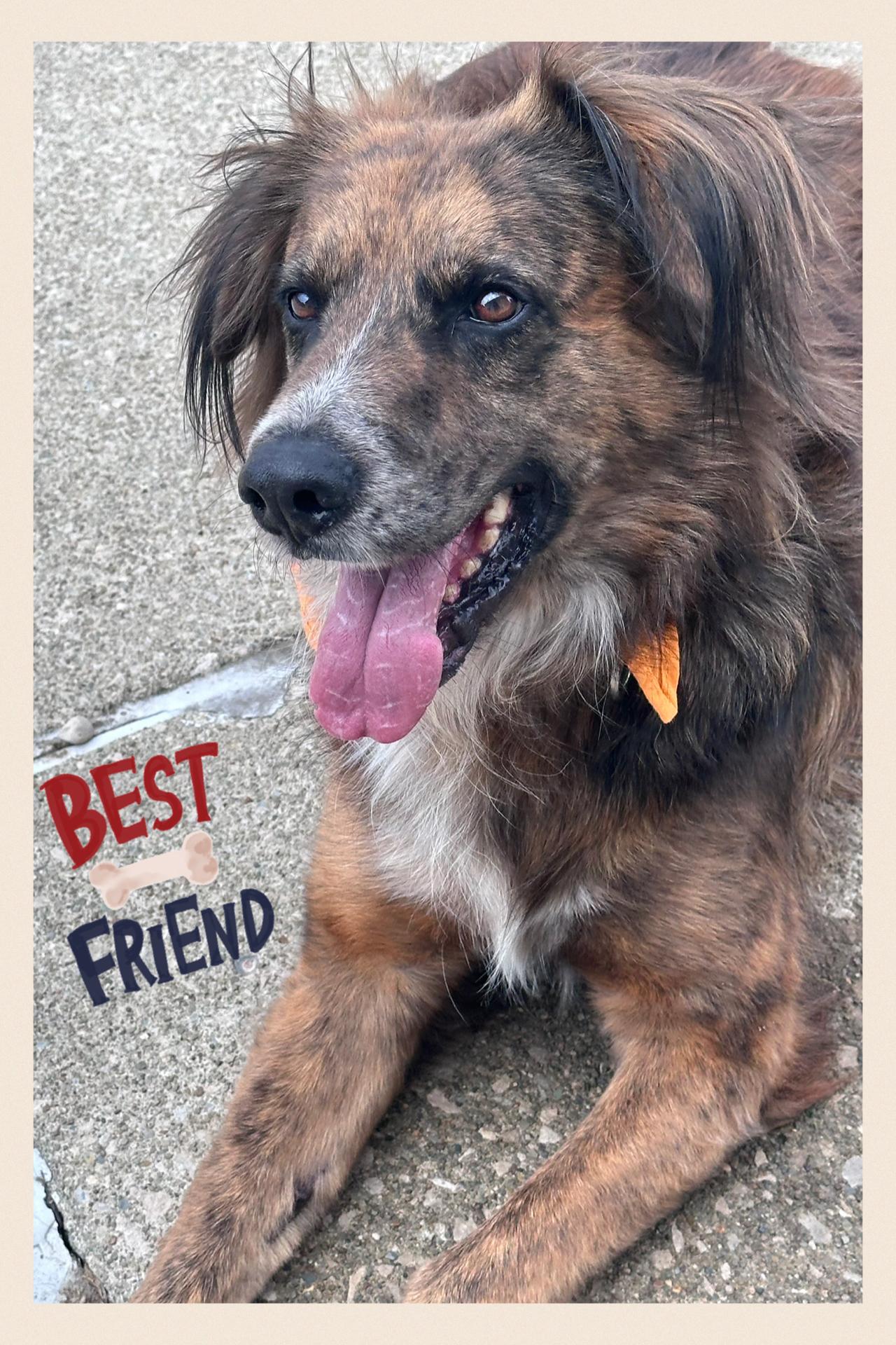 Aiden, a Adoptable mixed breed in Westlake, OH image 3/6