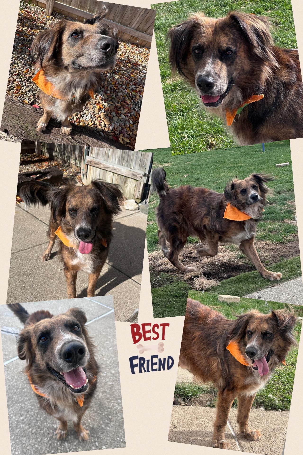 Aiden, a Adoptable mixed breed in Westlake, OH image 4/6