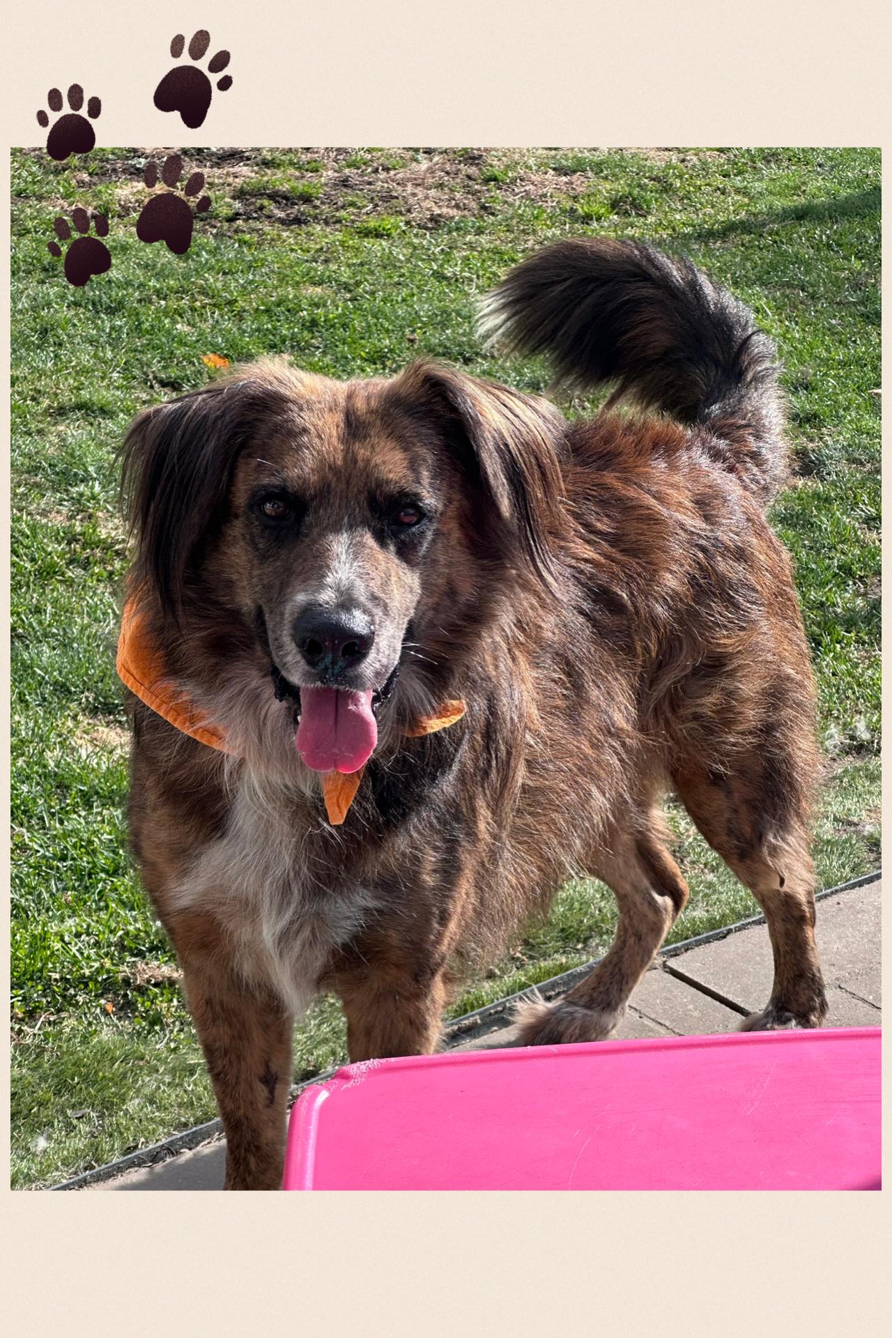 Aiden, a Adoptable mixed breed in Westlake, OH image 2/6