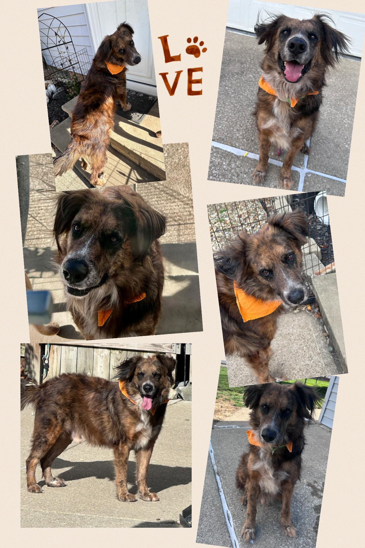 Aiden, a Adoptable mixed breed in Westlake, OH image 6/6