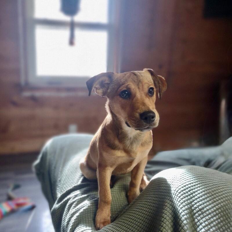 Nico, Adoptable, Young Male Chihuahua & Mixed Breed.