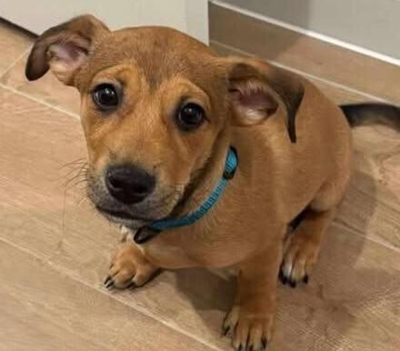 Nico, Adoptable, Young Male Chihuahua & Mixed Breed.