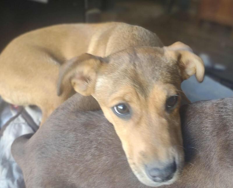 Enlarge Nico, a Adoptable mixed breed in Alma, WI image 2/6