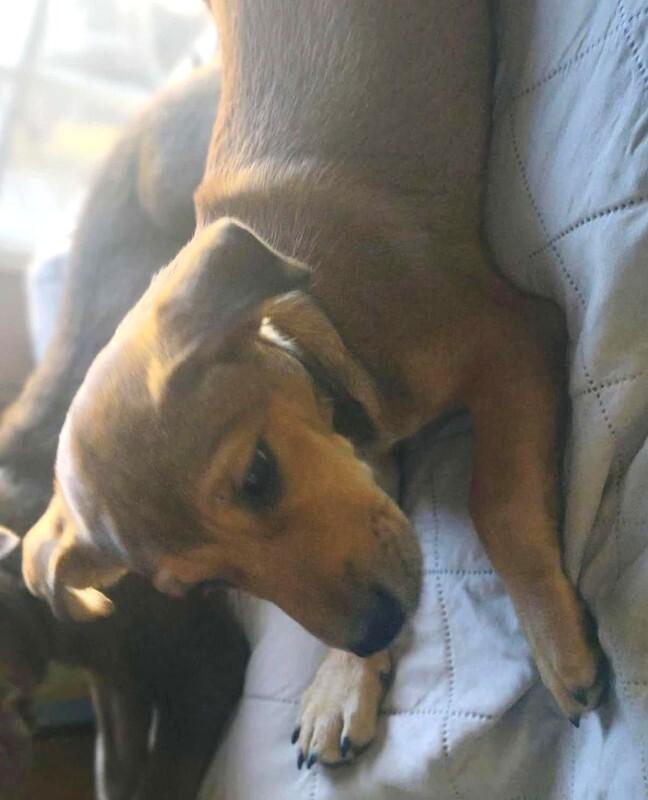 Enlarge Nico, a Adoptable mixed breed in Alma, WI image 4/6