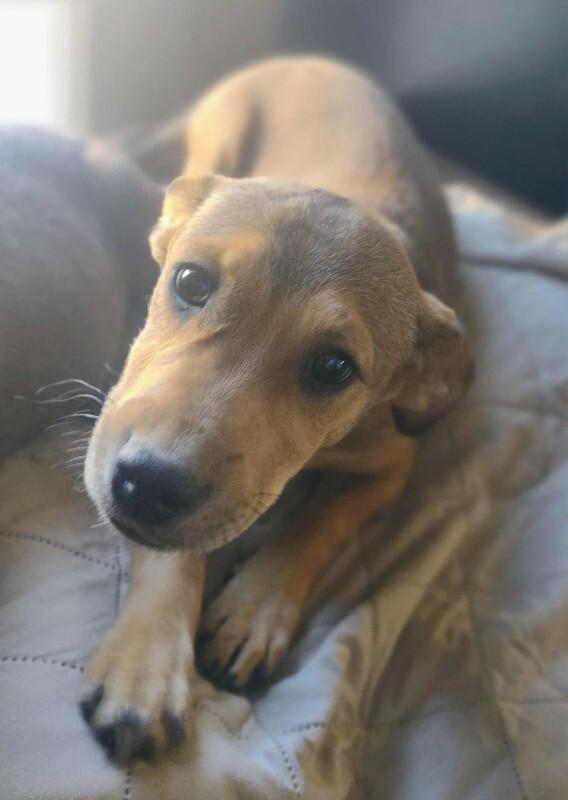 Nico, a Adoptable mixed breed in Alma, WI image 3/6