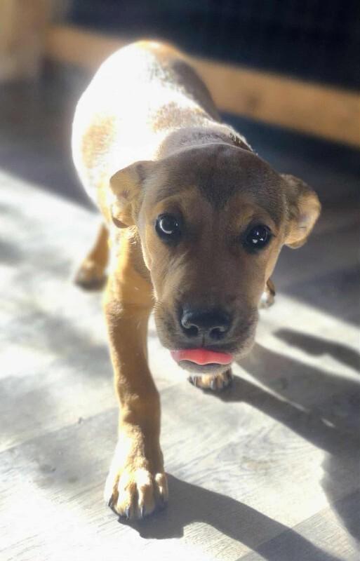 Nico, a Adoptable mixed breed in Alma, WI image 6/6