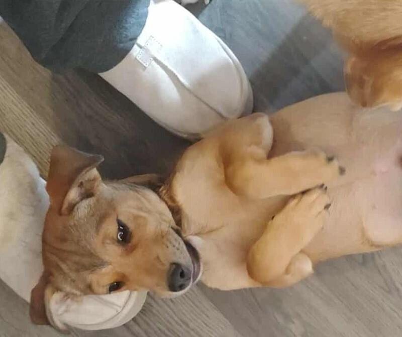 Enlarge Nico, a Adoptable mixed breed in Alma, WI image 5/6