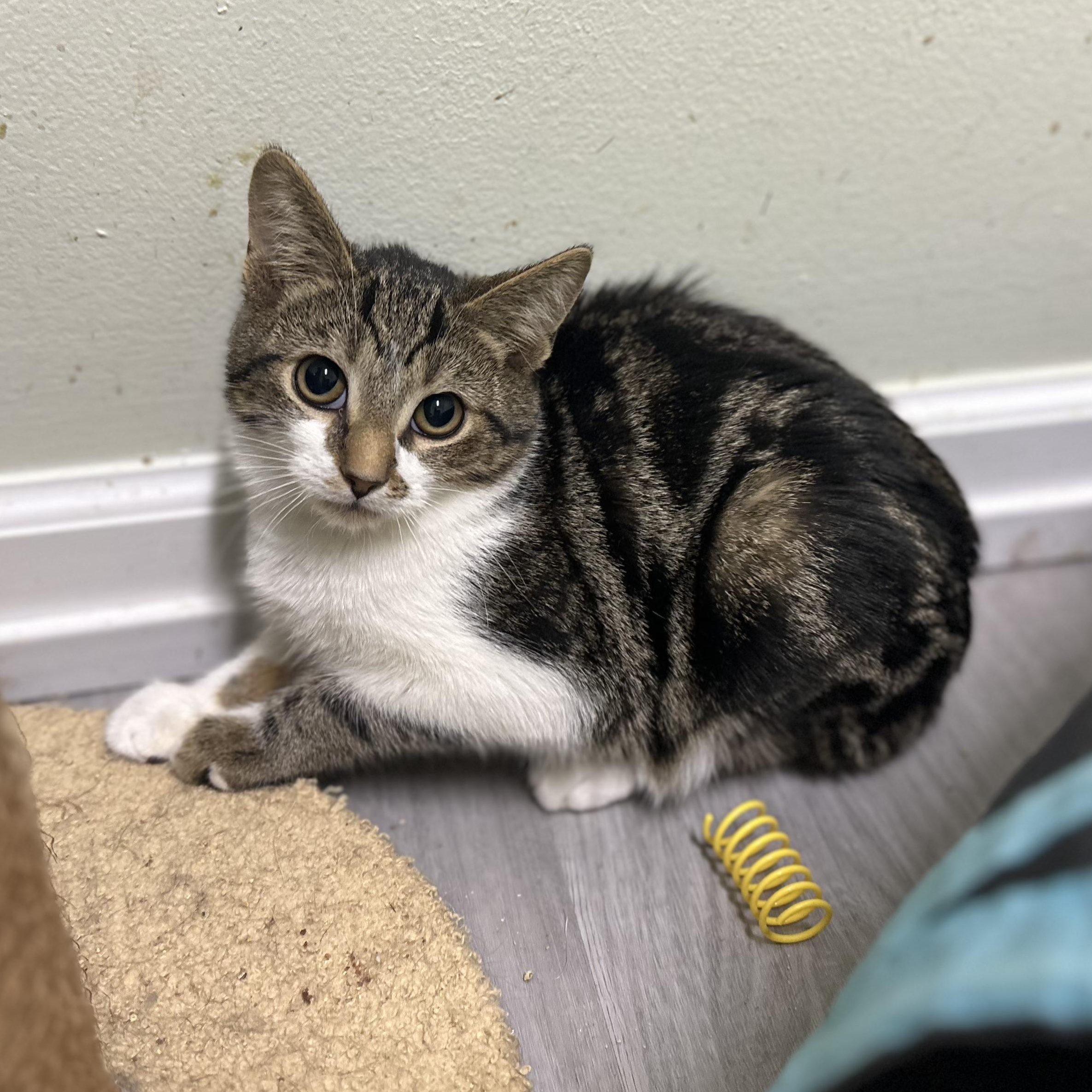 Blake, ADOPTABLE, Kitten Male Domestic Short Hair.