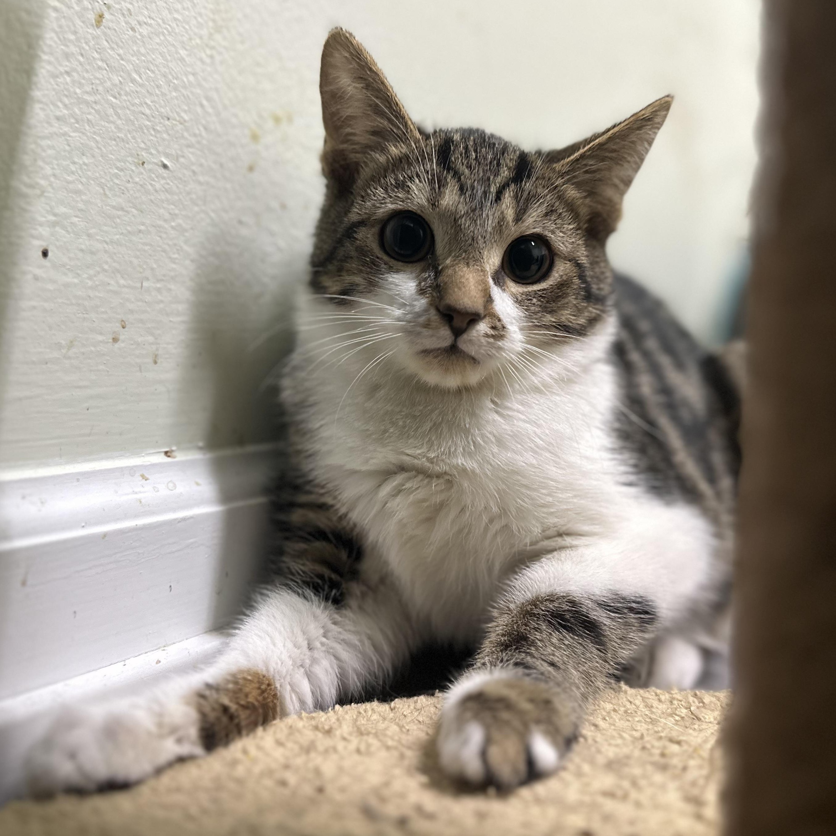 Enlarge Blake, a ADOPTABLE Domestic Short Hair in Pleasantville, NJ image 2/2