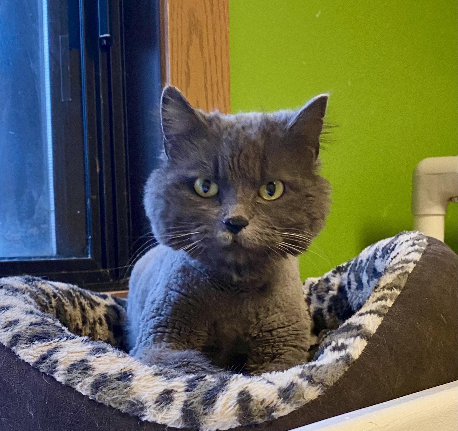 Enlarge Hicks, a Adoptable Domestic Long Hair in Fargo, ND image 1/1