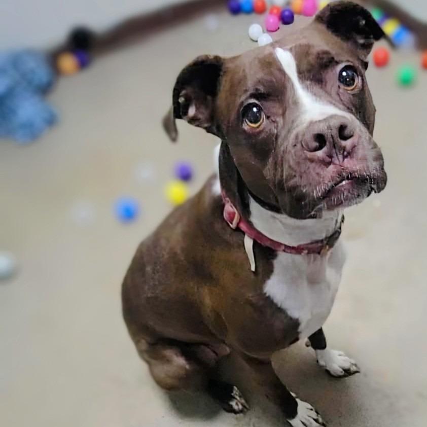 Enlarge Charlie, a Adoptable mixed breed in New Manchester, WV image 1/6