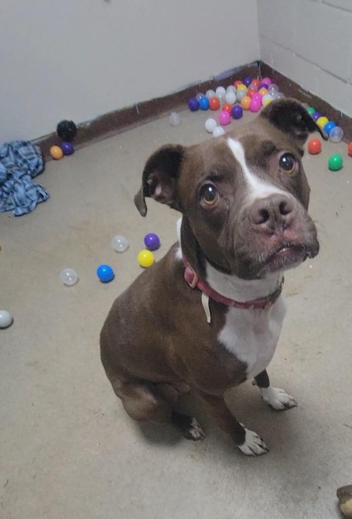 Charlie, Adoptable, Adult Female Boxer & Pit Bull Terrier.