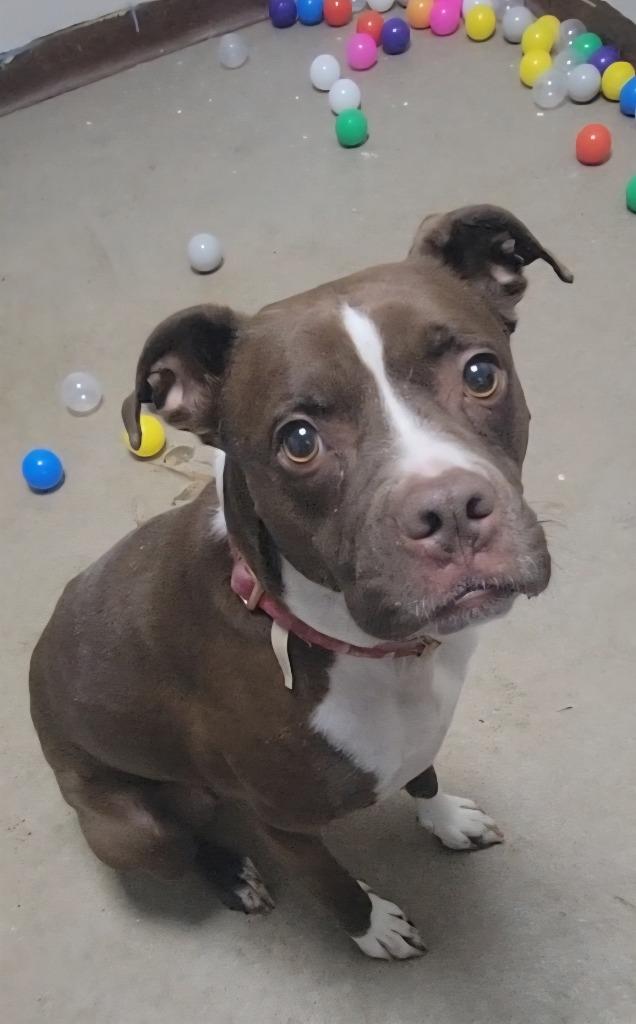 Enlarge Charlie, a Adoptable mixed breed in New Manchester, WV image 3/6