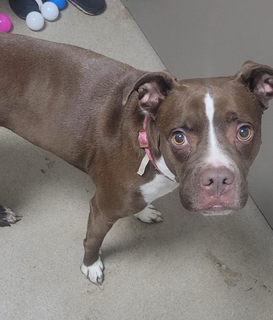 Enlarge Charlie, a Adoptable mixed breed in New Manchester, WV image 4/6