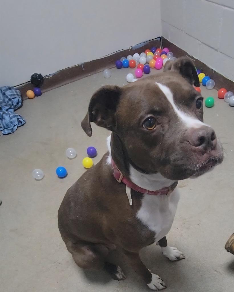 Enlarge Charlie, a Adoptable mixed breed in New Manchester, WV image 5/6