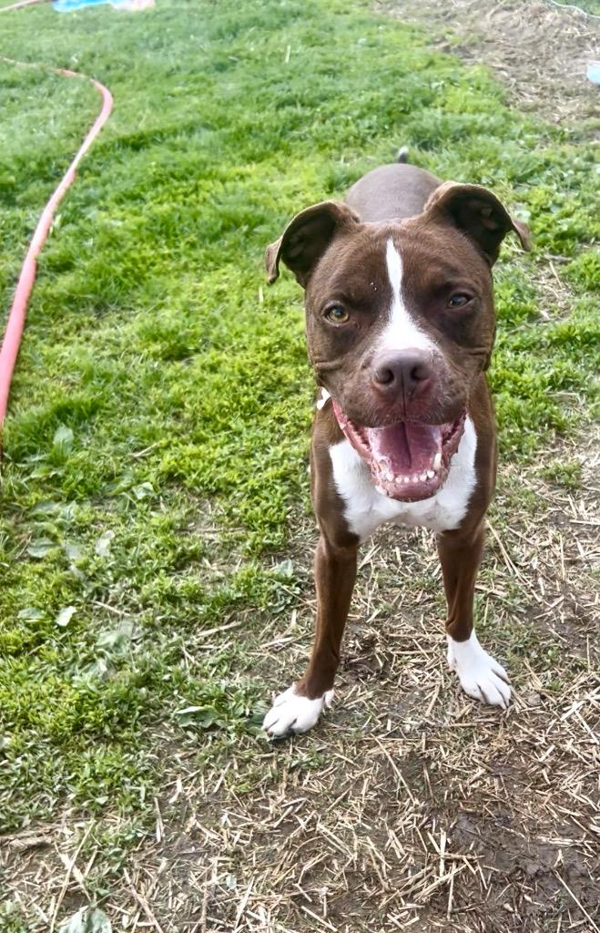 Enlarge Charlie, a Adoptable mixed breed in New Manchester, WV image 5/6