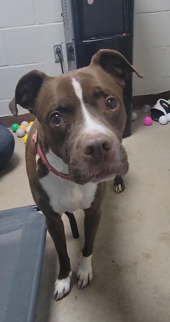 Enlarge Charlie, a Adoptable mixed breed in New Manchester, WV image 6/6