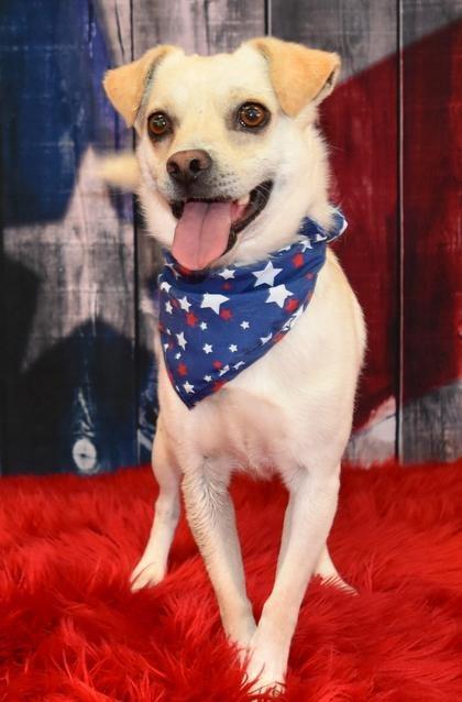 Cody, Adoptable, Adult Male Mixed Breed.