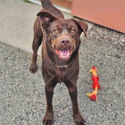 Negan, Adoptable, Adult Male Labrador Retriever.
