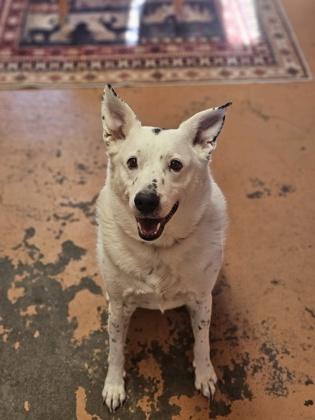 Enlarge Negan, a Adoptable mixed breed in Bridgeport, CA image 2/2