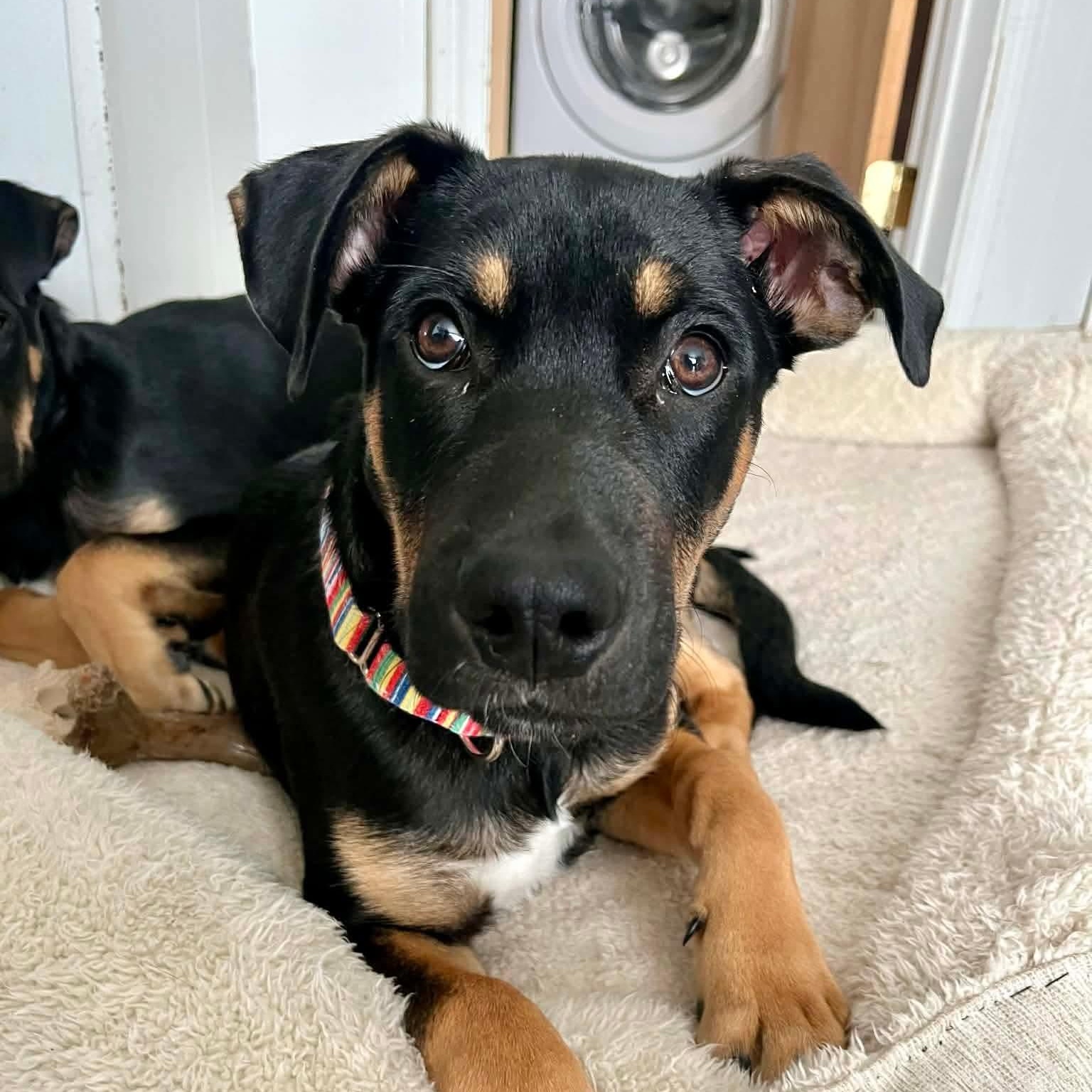 Maurice — thumbnail 2