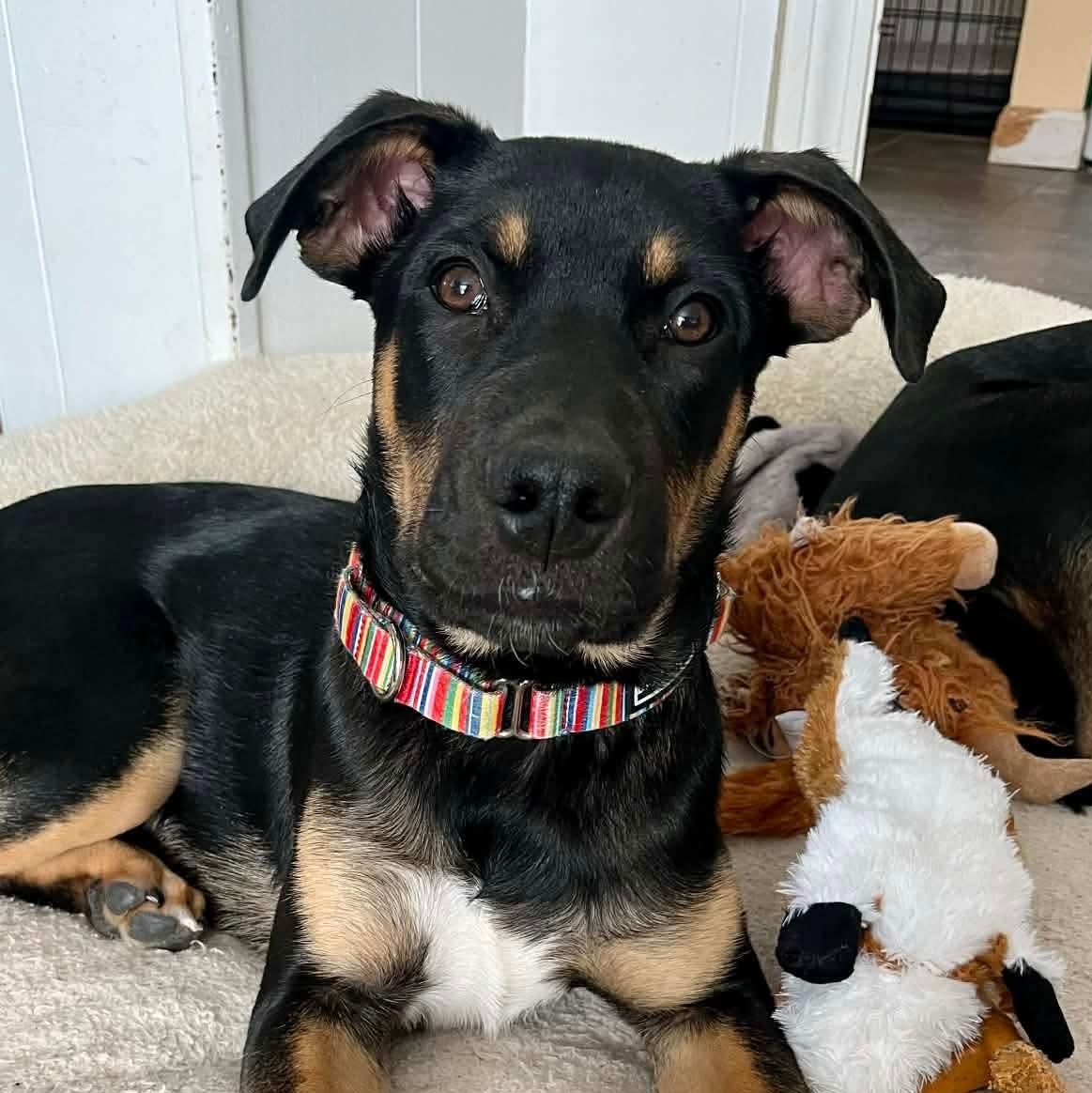 Maurice — thumbnail 4