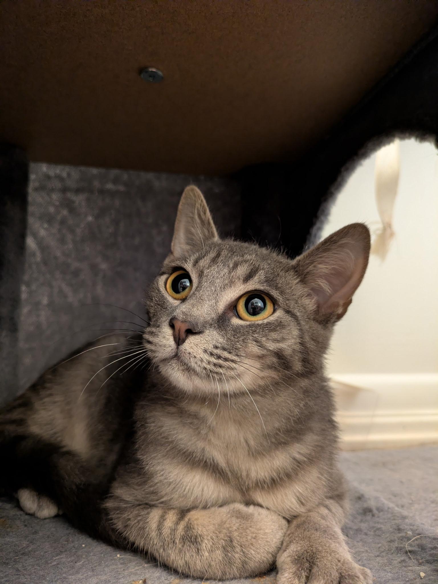 Wolf's Bane, Adoptable, Kitten Male Domestic Short Hair.