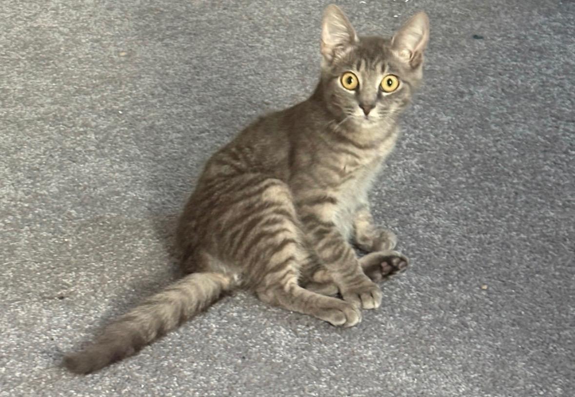 Enlarge Wolf's Bane, a Adoptable Domestic Short Hair in Haddon Heights, NJ image 3/4