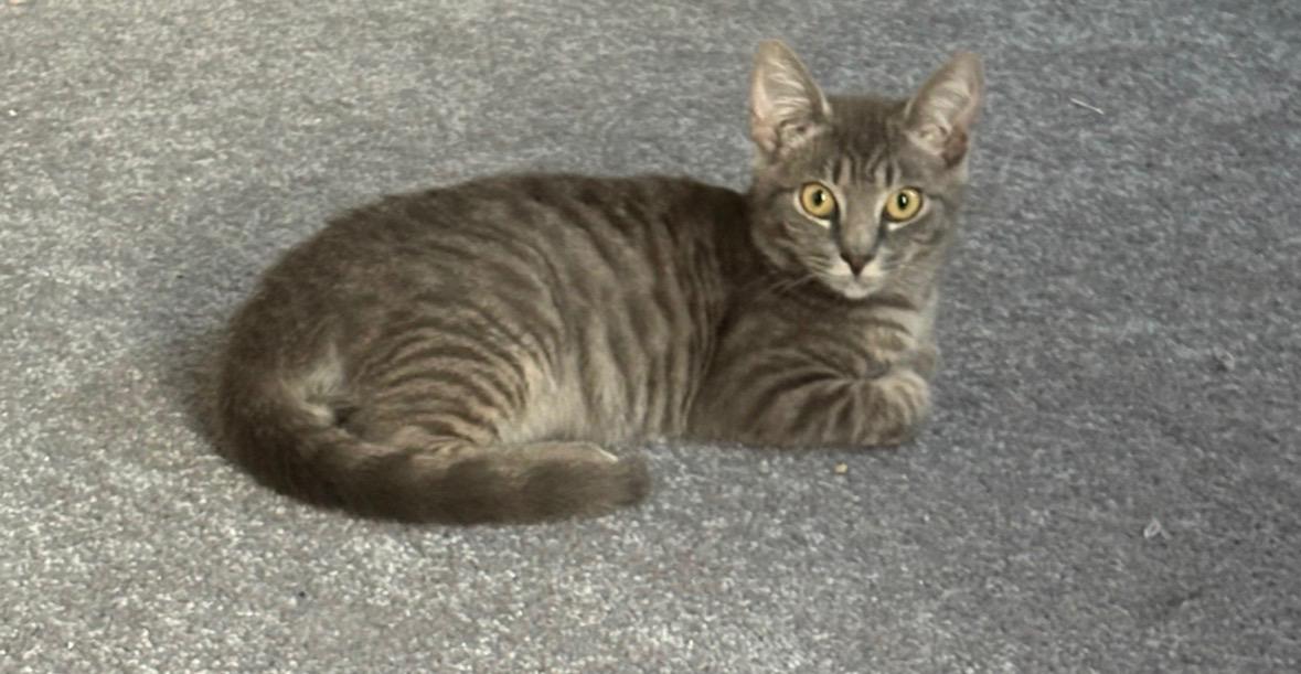 Enlarge Wolf's Bane, a Adoptable Domestic Short Hair in Haddon Heights, NJ image 2/4