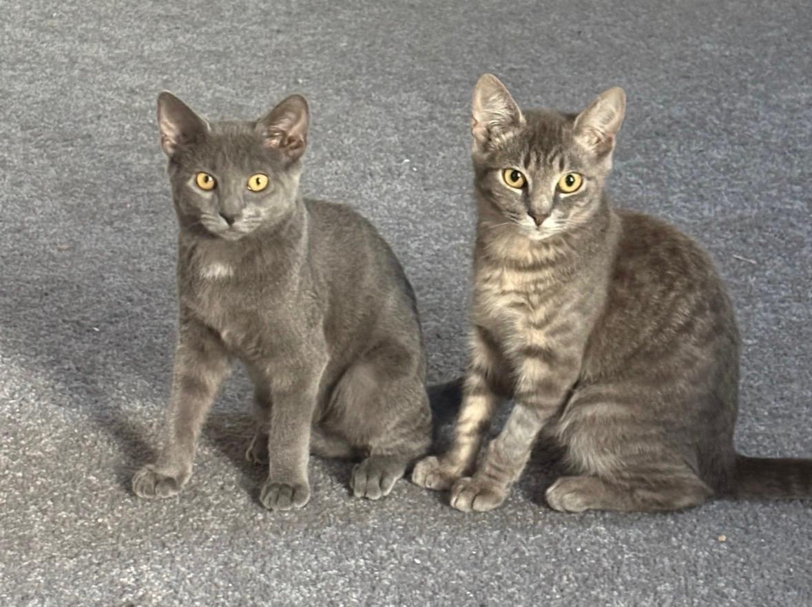 Enlarge Wolf's Bane, a Adoptable Domestic Short Hair in Haddon Heights, NJ image 4/4