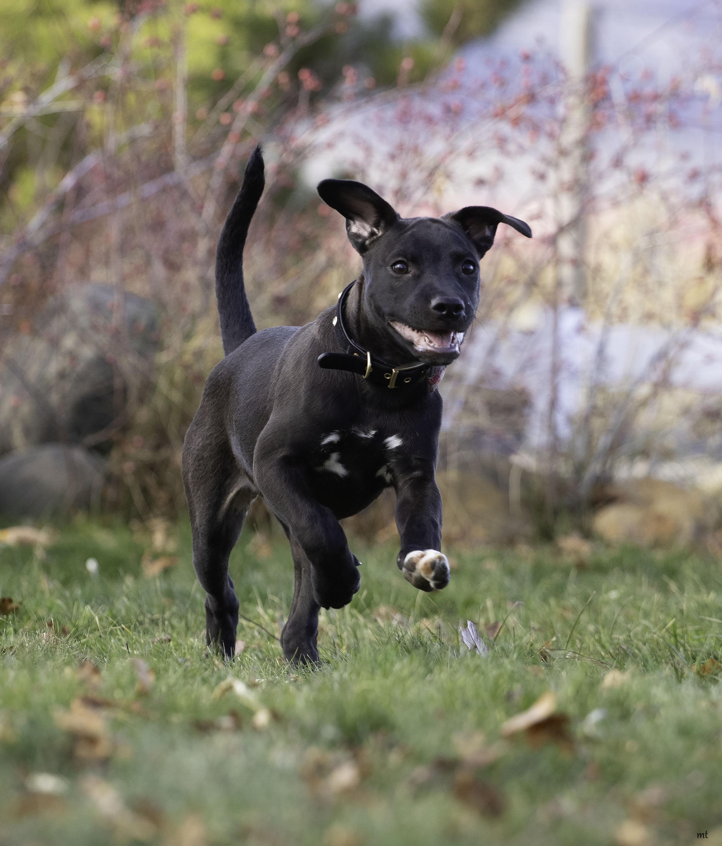 Enlarge Roo, a ADOPTABLE Boxer in Washoe Valley, NV image 2/5