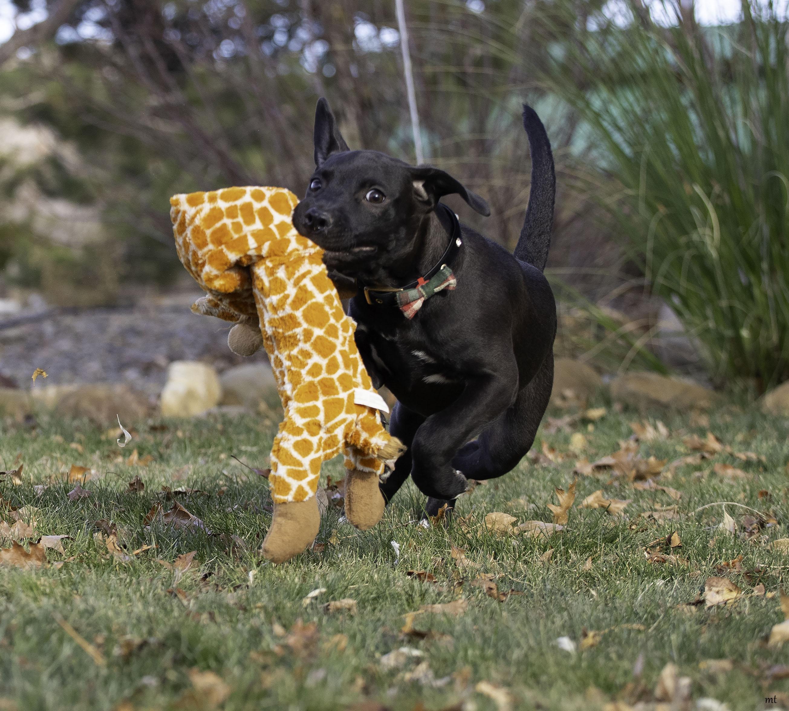 Enlarge Roo, a ADOPTABLE Boxer in Washoe Valley, NV image 3/5