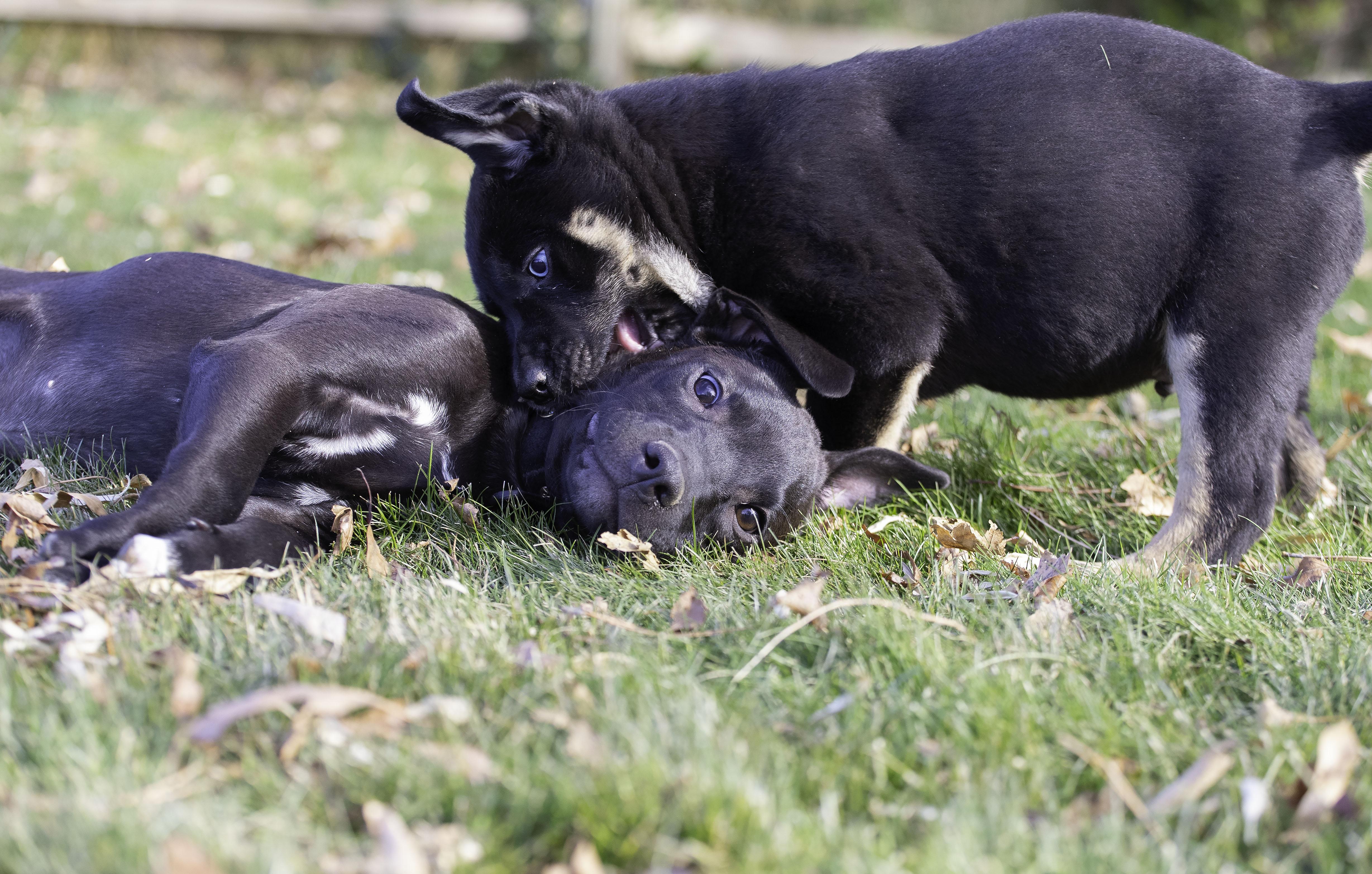 Enlarge Roo, a ADOPTABLE Boxer in Washoe Valley, NV image 4/5