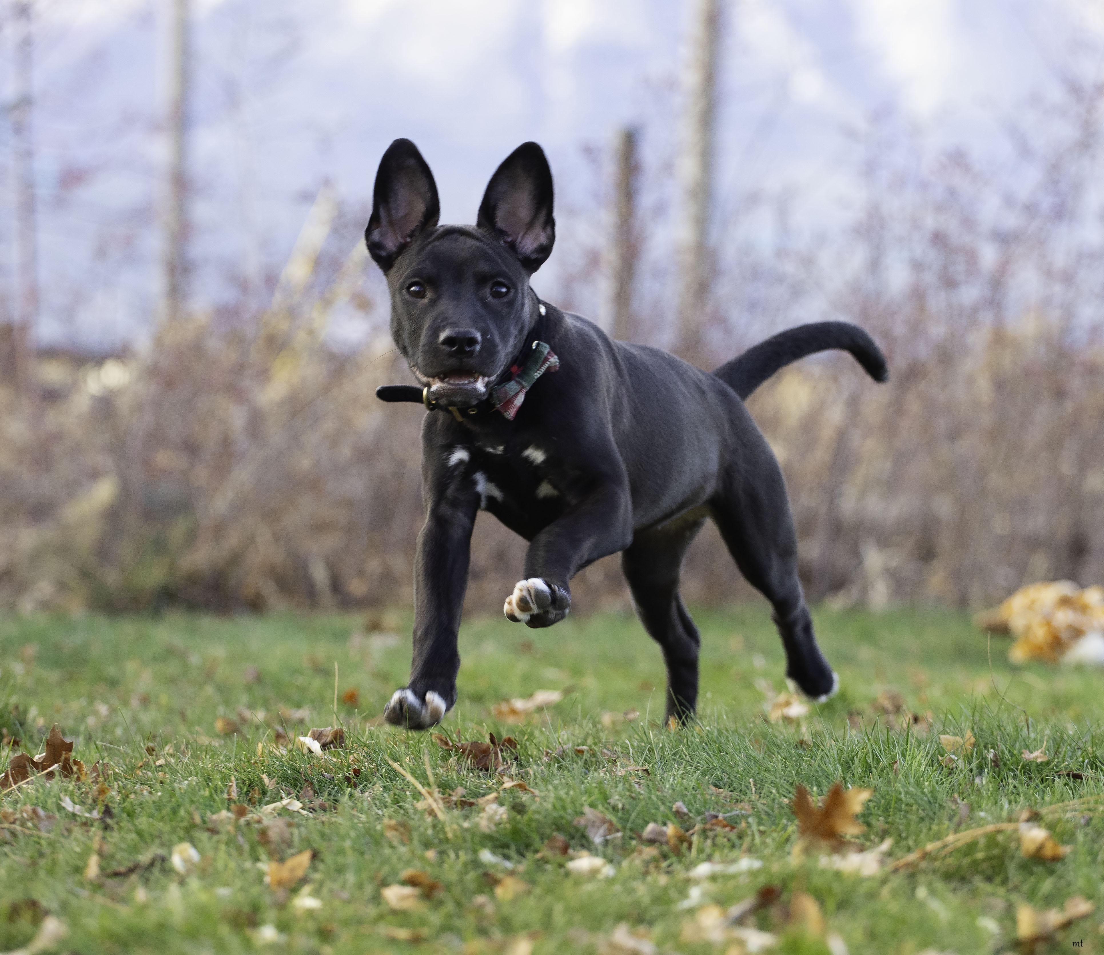 Enlarge Roo, a ADOPTABLE Boxer in Washoe Valley, NV image 5/5