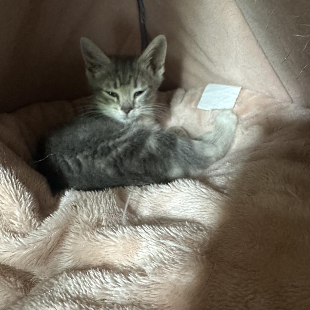 Kit kat, Adoptable, Kitten Female Domestic Short Hair.