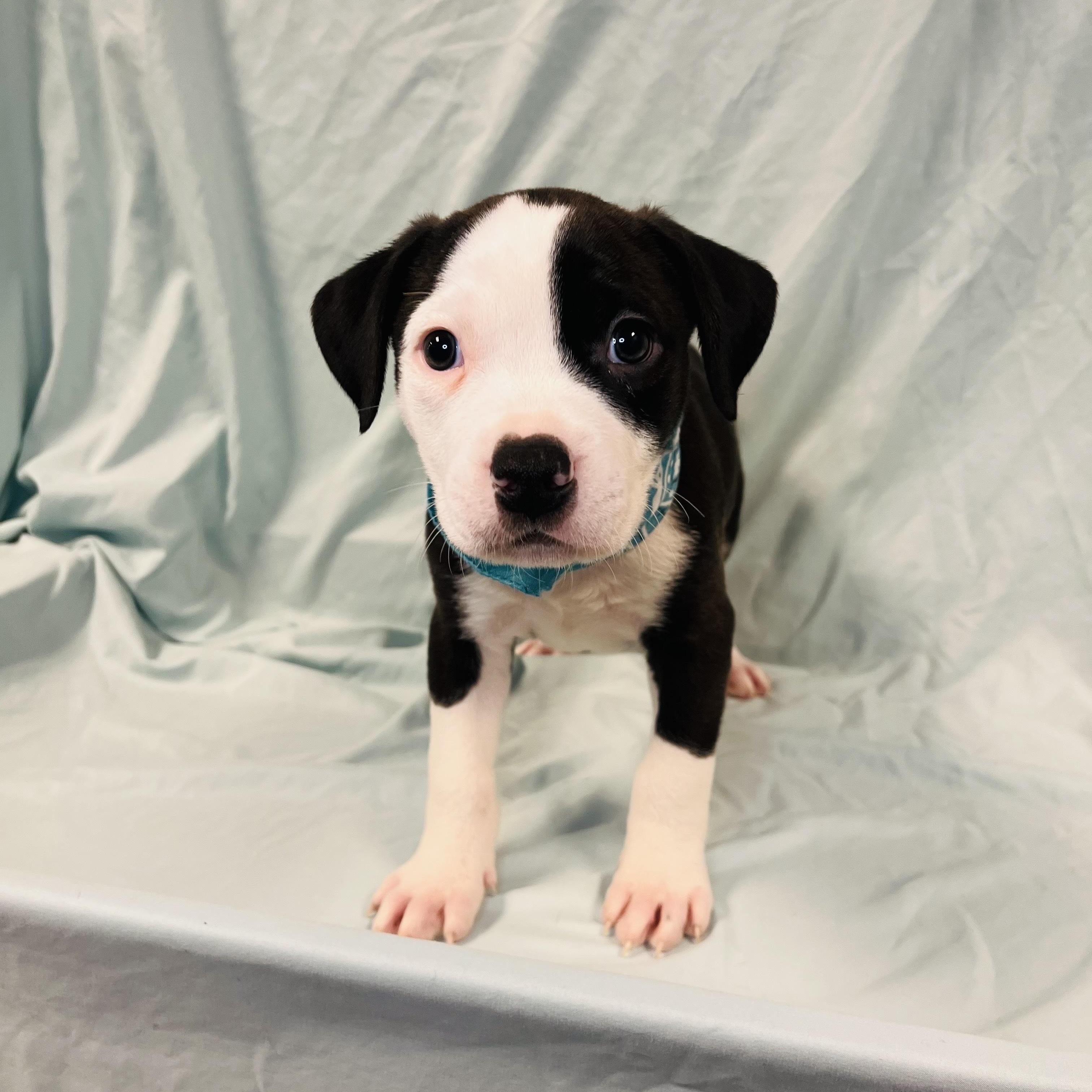 Enlarge Whale, an adopted Mixed Breed in Canal Winchester, OH image 1/3