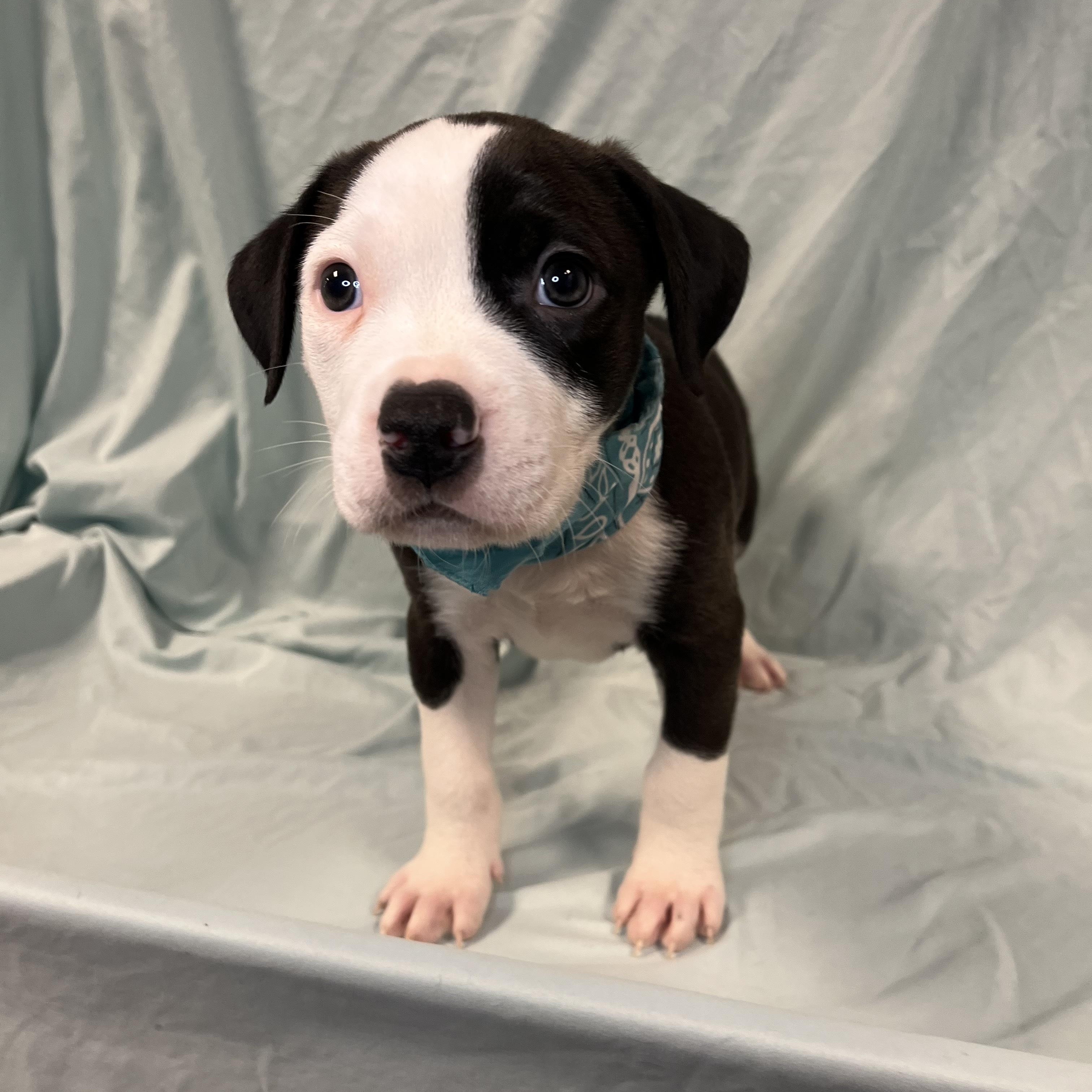 Enlarge Whale, an adopted Mixed Breed in Canal Winchester, OH image 3/3