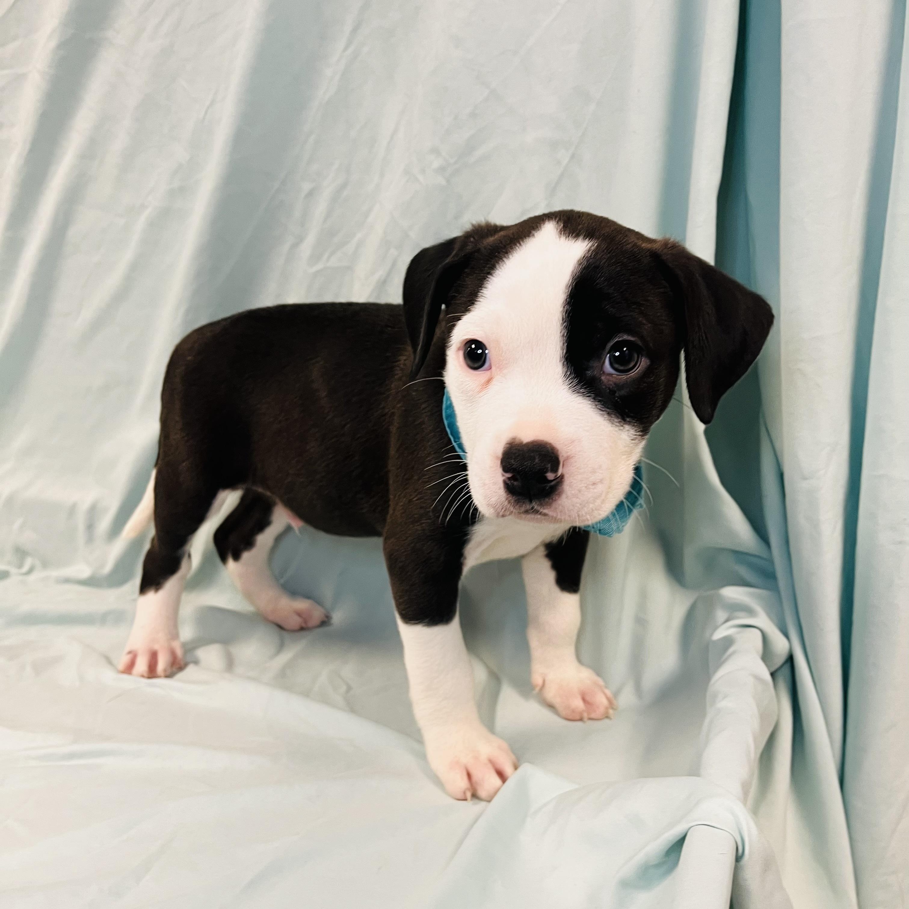 Enlarge Whale, an adopted Mixed Breed in Canal Winchester, OH image 2/3