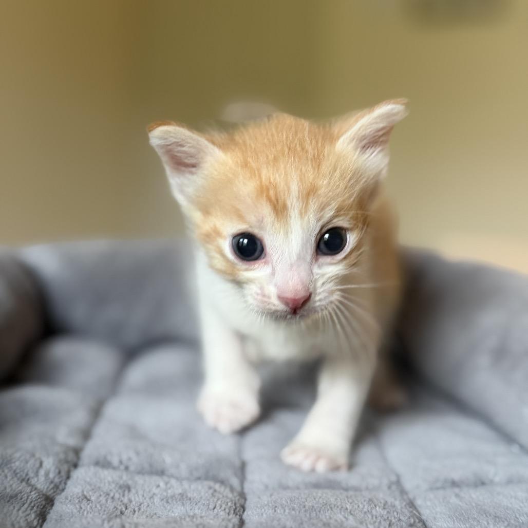 Poppy, Adoptable, Kitten Female Domestic Short Hair.