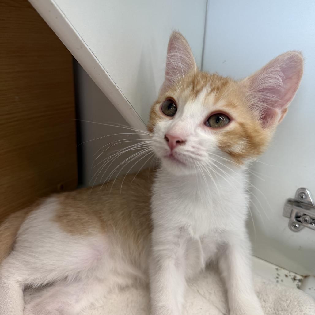 Popeye, a Adoptable Domestic Short Hair in Missouri City, TX image 2/6