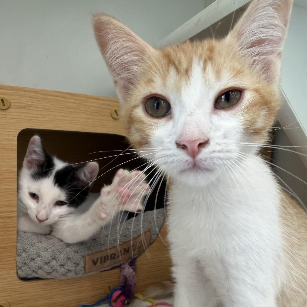 Popeye, a Adoptable Domestic Short Hair in Missouri City, TX image 3/6