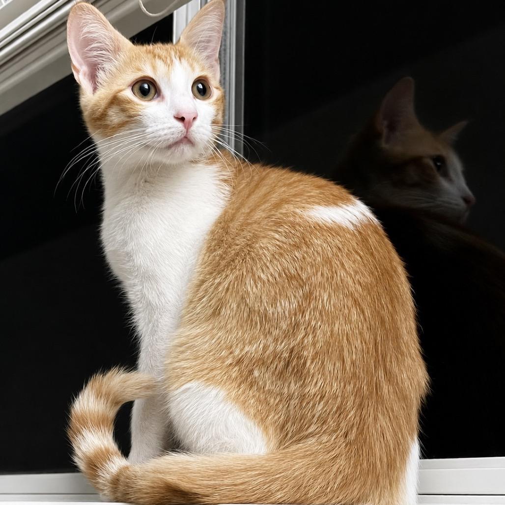Popeye, a Adoptable Domestic Short Hair in Missouri City, TX image 4/6
